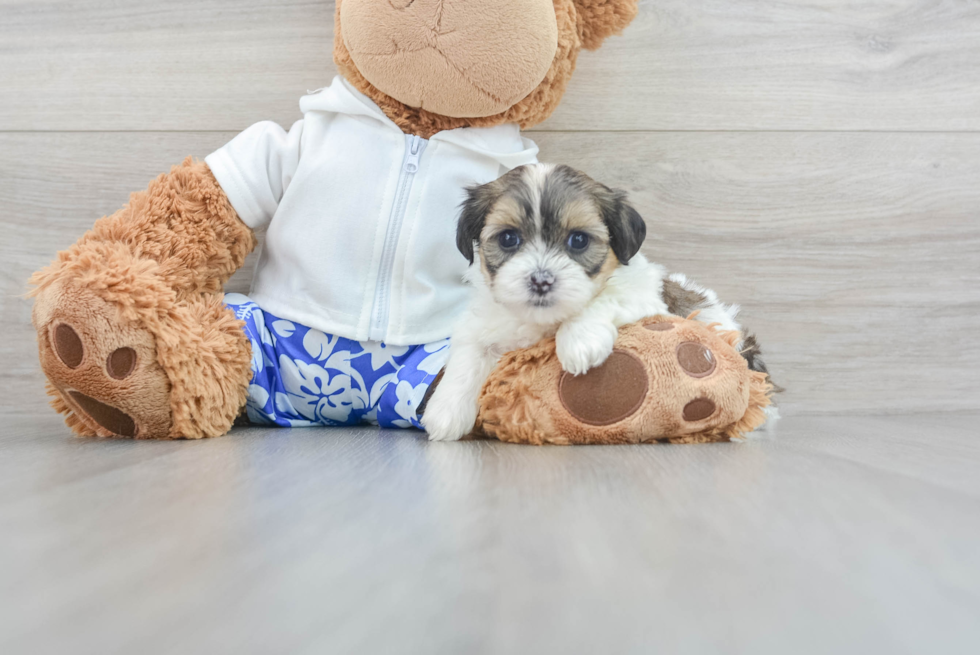 Teddy Bear Puppy for Adoption