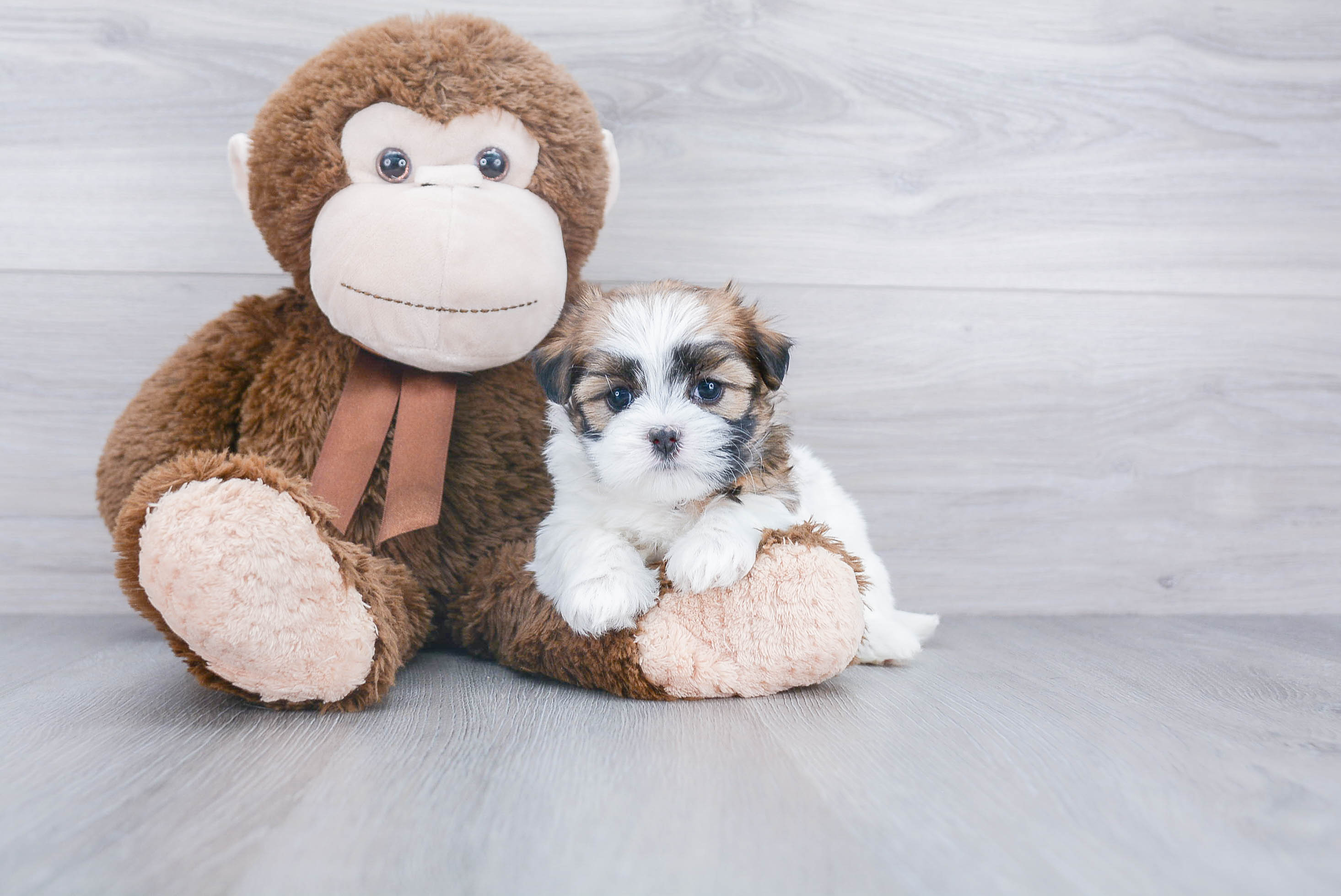 Fluffy Teddy Bear Designer Pup