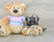 8 week old Teddy Bear Puppy For Sale - Premier Pups