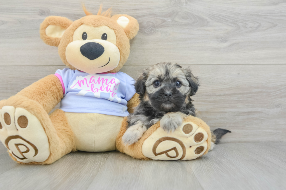 Teddy Bear Puppy for Adoption