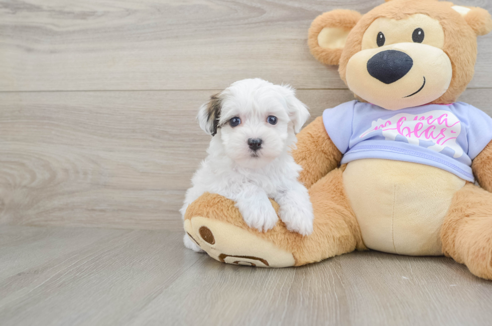6 week old Teddy Bear Puppy For Sale - Premier Pups