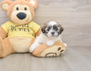 5 week old Teddy Bear Puppy For Sale - Premier Pups