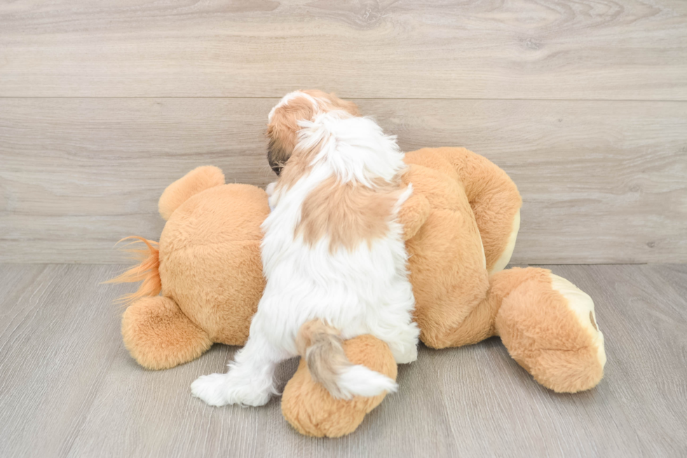 Teddy Bear Pup Being Cute