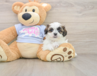 7 week old Teddy Bear Puppy For Sale - Premier Pups