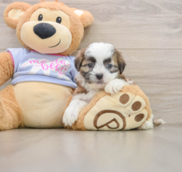 5 week old Teddy Bear Puppy For Sale - Premier Pups