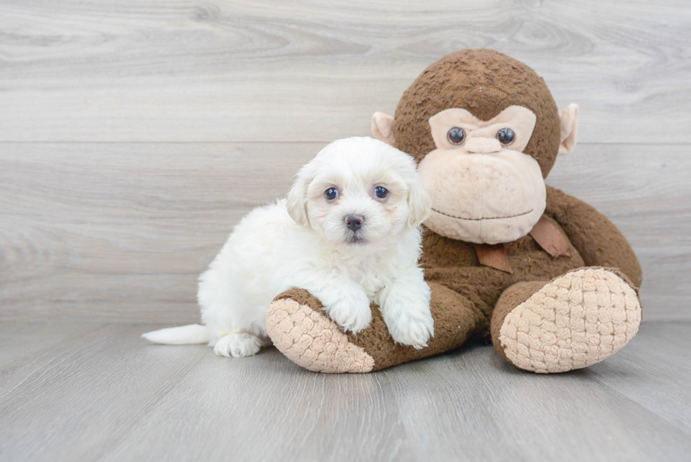 Fluffy Teddy Bear Designer Pup