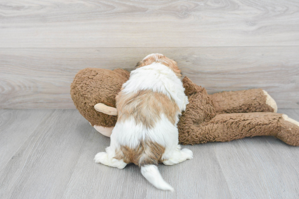 Teddy Bear Pup Being Cute