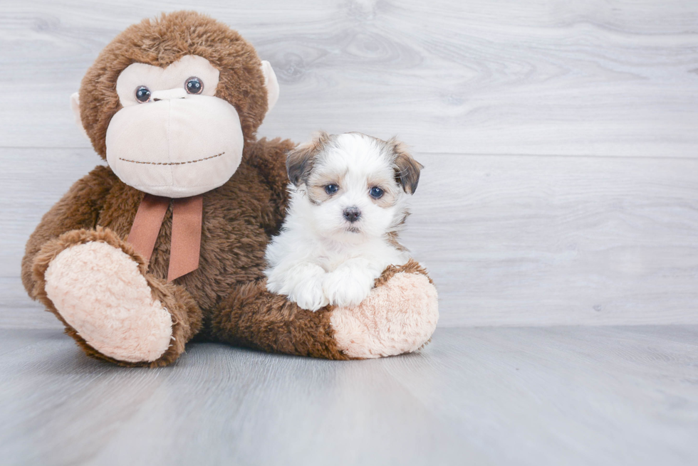 Smart Teddy Bear Designer Pup