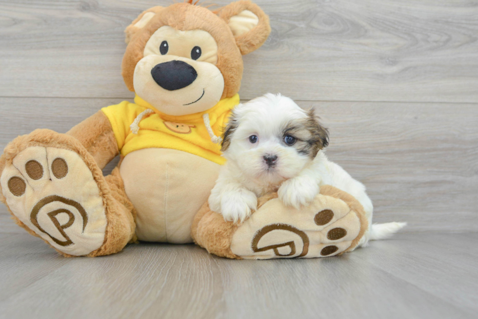 Teddy Bear Puppy for Adoption