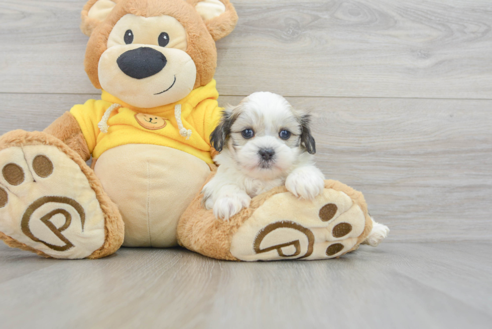 Best Teddy Bear Baby