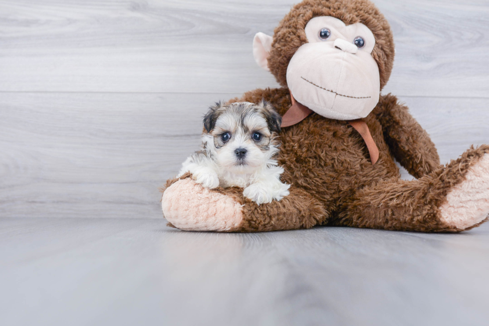 Teddy Bear Pup Being Cute