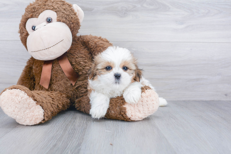 Popular Teddy Bear Designer Pup