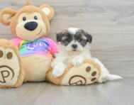 8 week old Teddy Bear Puppy For Sale - Premier Pups