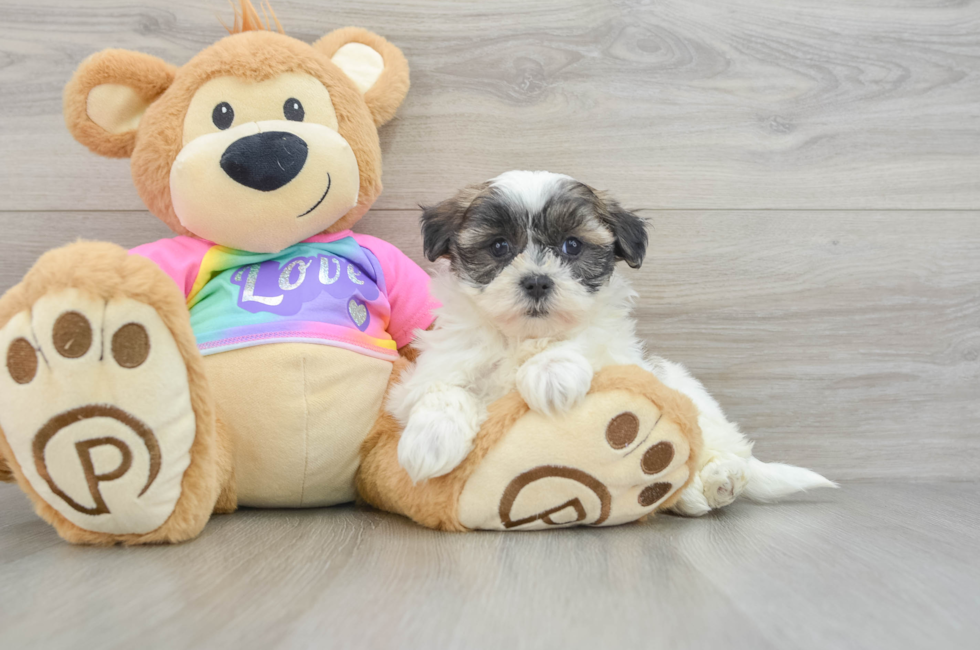 8 week old Teddy Bear Puppy For Sale - Premier Pups