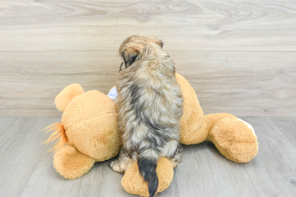 Happy Teddy Bear Baby