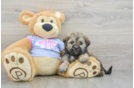 Teddy Bear Puppy for Adoption