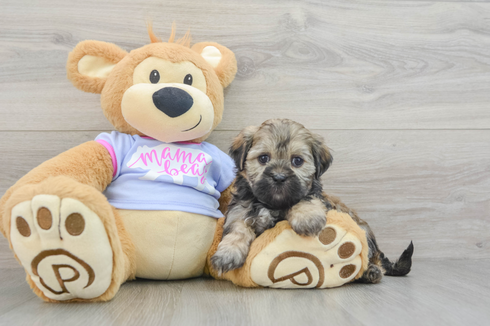 Teddy Bear Puppy for Adoption