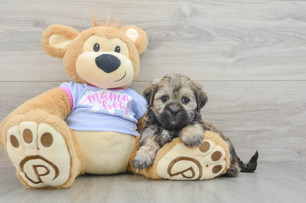 6 week old Teddy Bear Puppy For Sale - Premier Pups