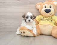 5 week old Teddy Bear Puppy For Sale - Premier Pups