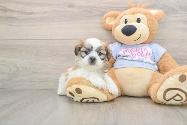 Teddy Bear Pup Being Cute