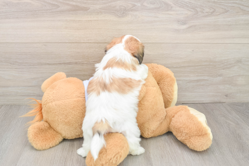 Happy Teddy Bear Baby