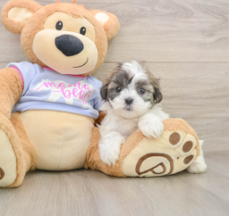 5 week old Teddy Bear Puppy For Sale - Premier Pups
