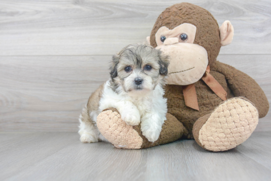 Teddy Bear Pup Being Cute