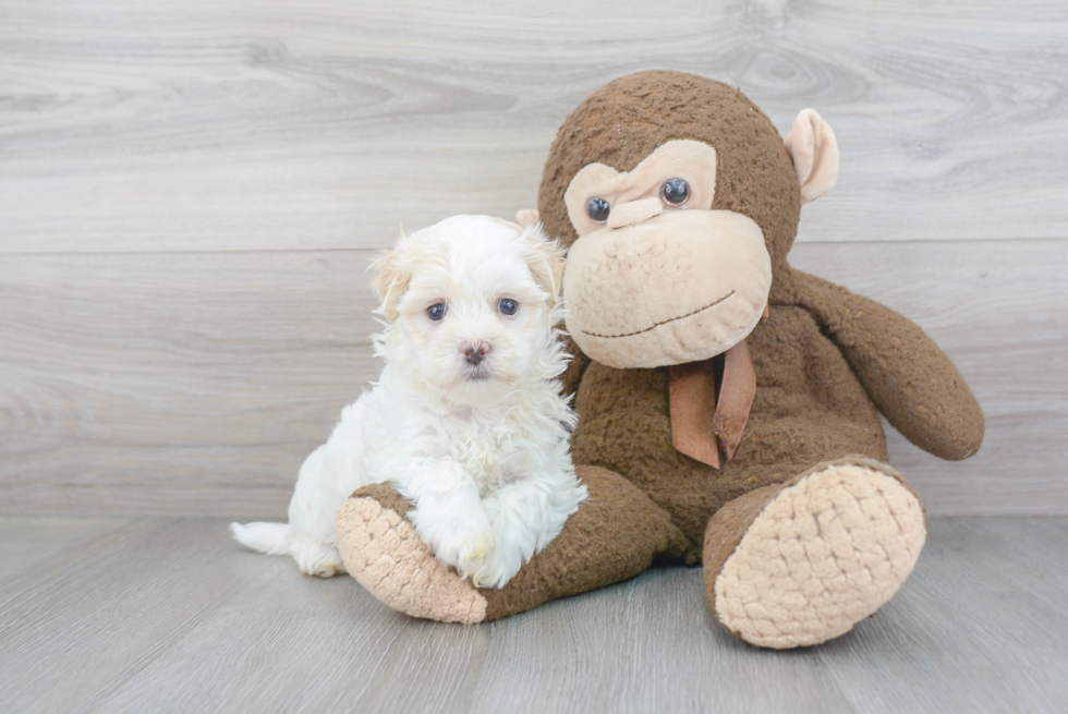 Playful Shichon Designer Puppy