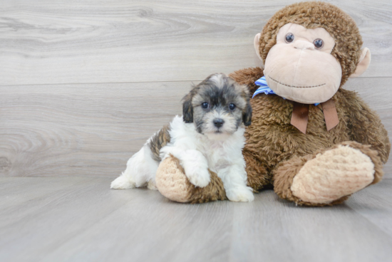 Teddy Bear Pup Being Cute