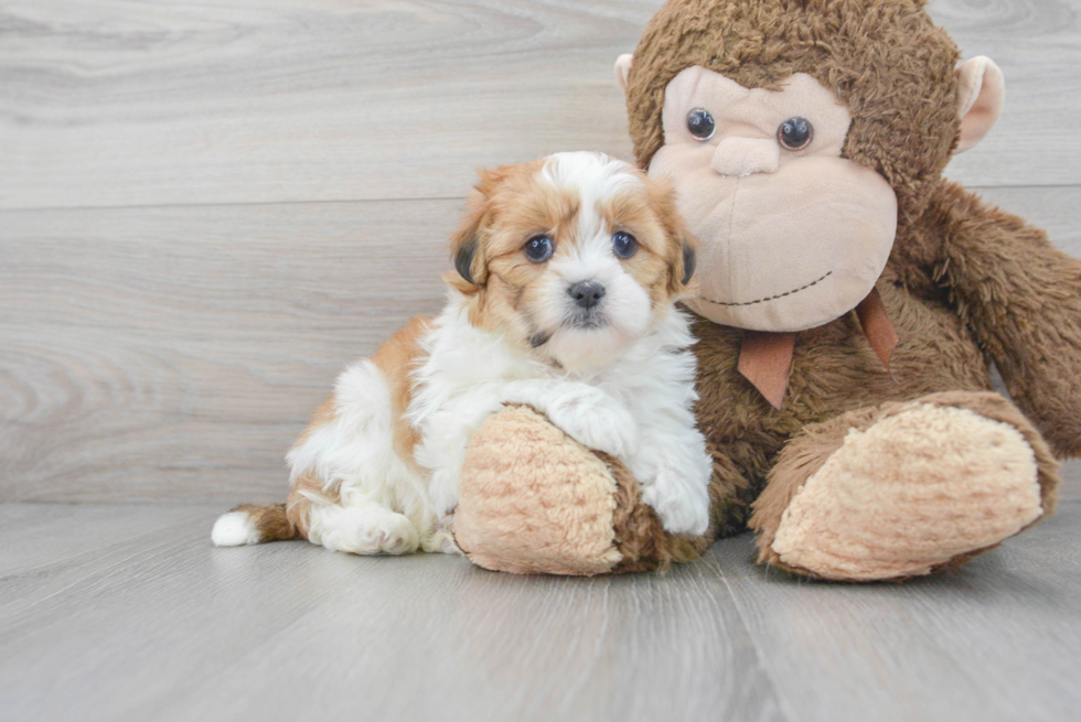 Fluffy Teddy Bear Designer Pup