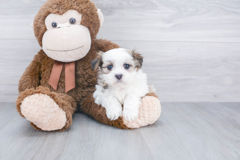 Teddy Bear Pup Being Cute