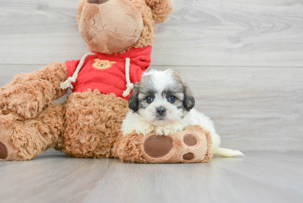 Fluffy Teddy Bear Designer Pup