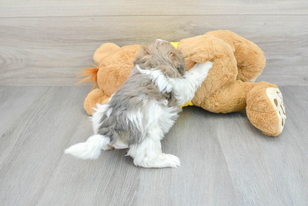 Teddy Bear Pup Being Cute