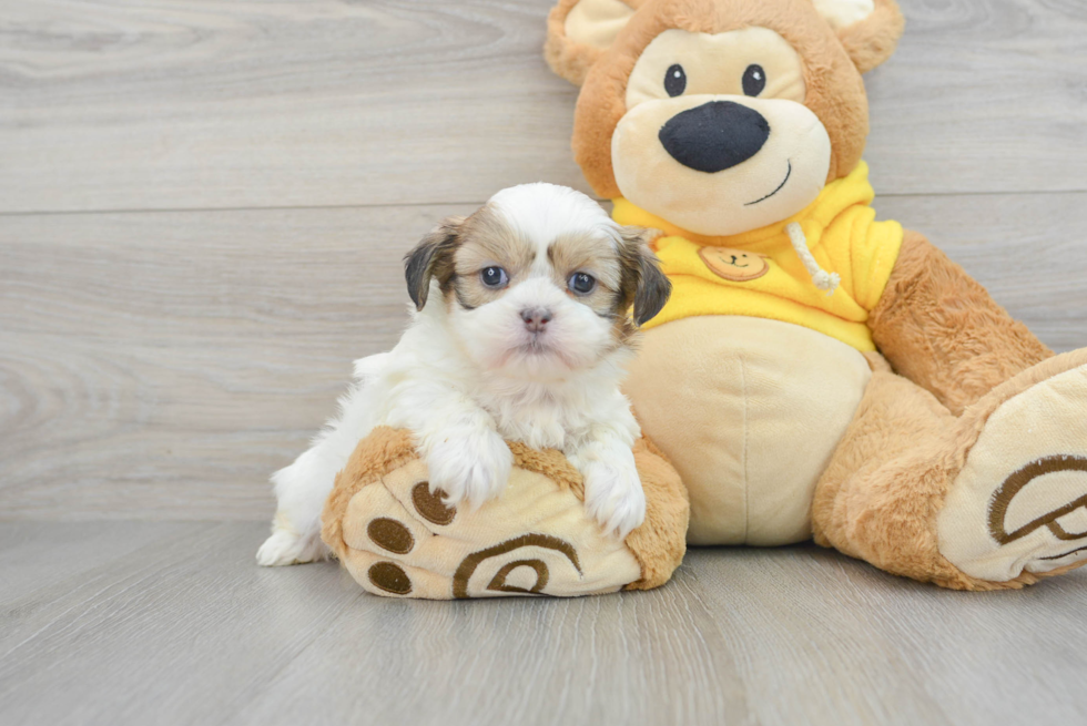 Popular Teddy Bear Designer Pup