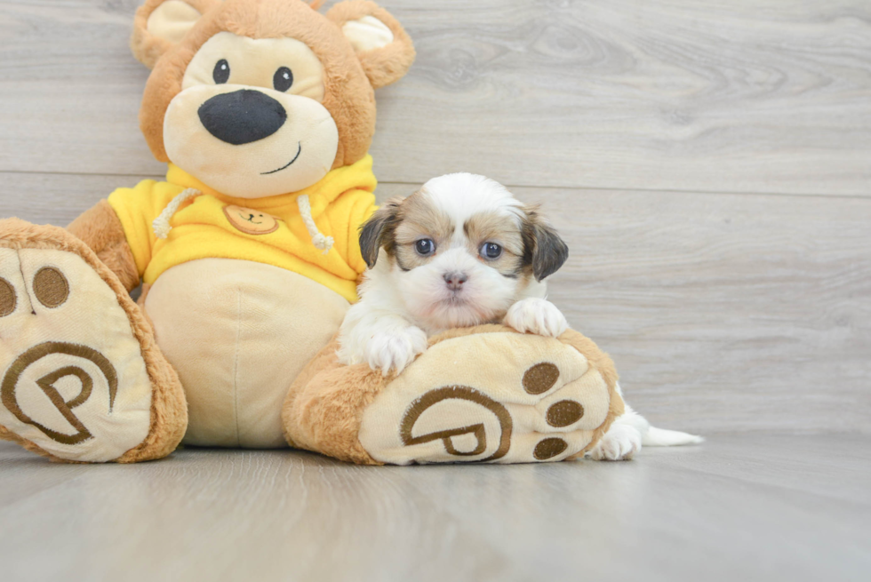 Popular Teddy Bear Designer Pup