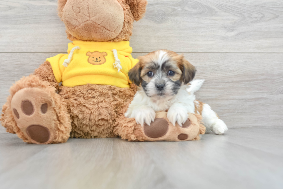 Teddy Bear Pup Being Cute