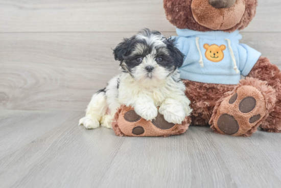 Popular Teddy Bear Designer Pup