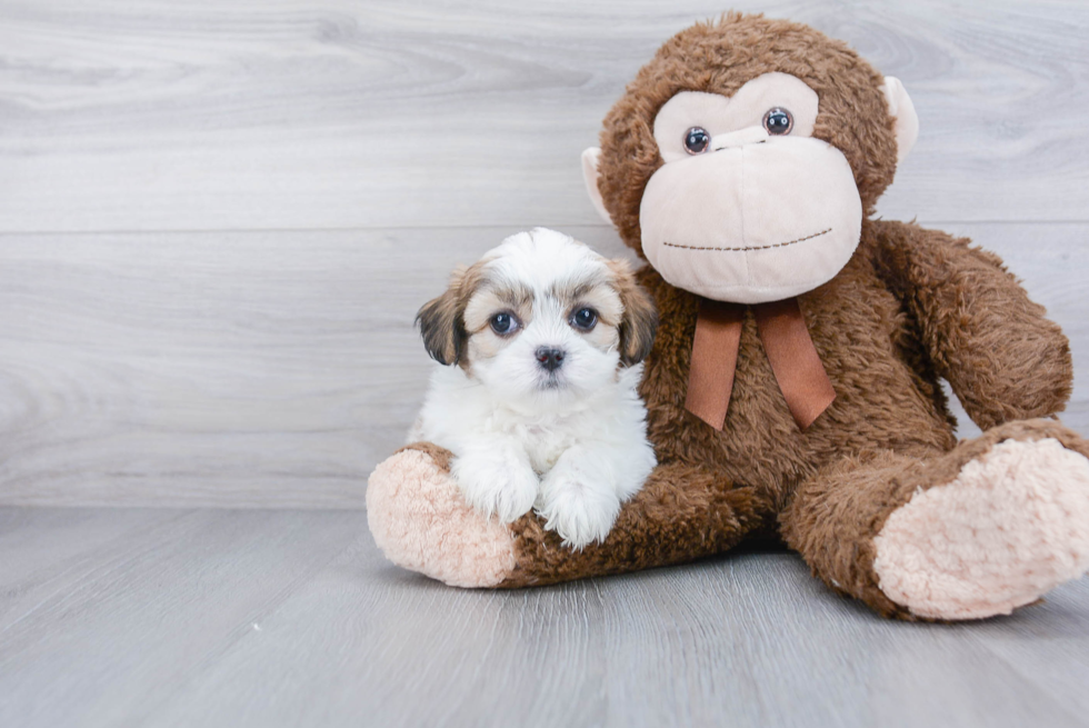 Fluffy Teddy Bear Designer Pup