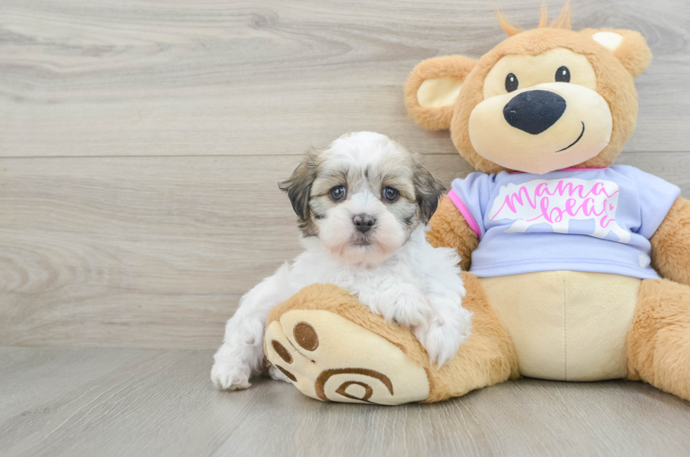 6 week old Teddy Bear Puppy For Sale - Premier Pups