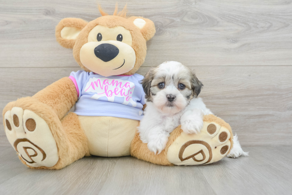 Petite Teddy Bear Designer Pup