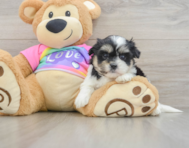 6 week old Teddy Bear Puppy For Sale - Premier Pups
