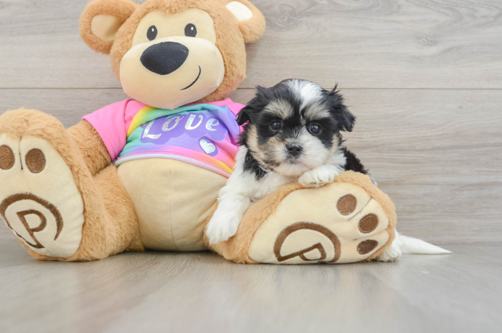 5 week old Teddy Bear Puppy For Sale - Premier Pups