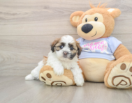 5 week old Teddy Bear Puppy For Sale - Premier Pups