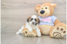 Teddy Bear Puppy for Adoption