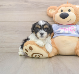 5 week old Teddy Bear Puppy For Sale - Premier Pups
