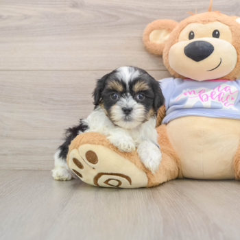Hypoallergenic Shichon Designer Puppy