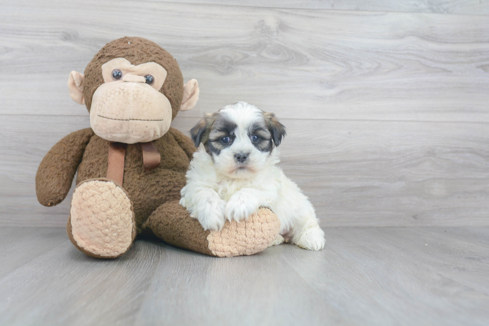 Friendly Teddy Bear Baby