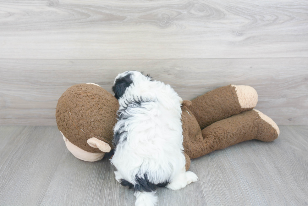 Popular Teddy Bear Designer Pup