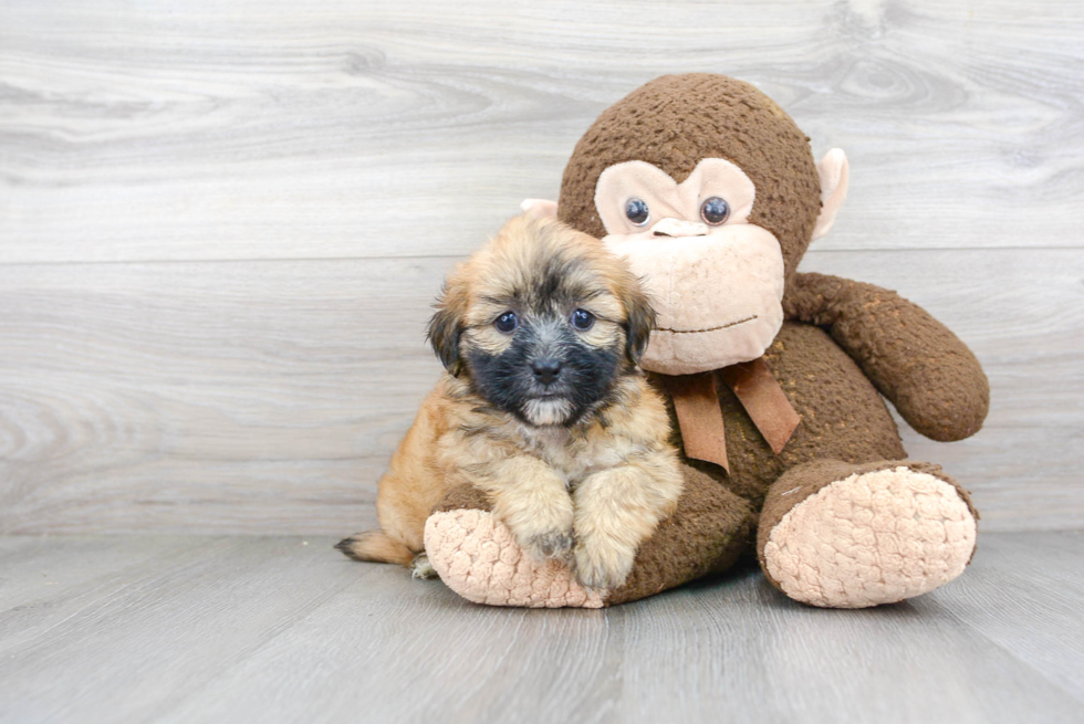 Fluffy Teddy Bear Designer Pup