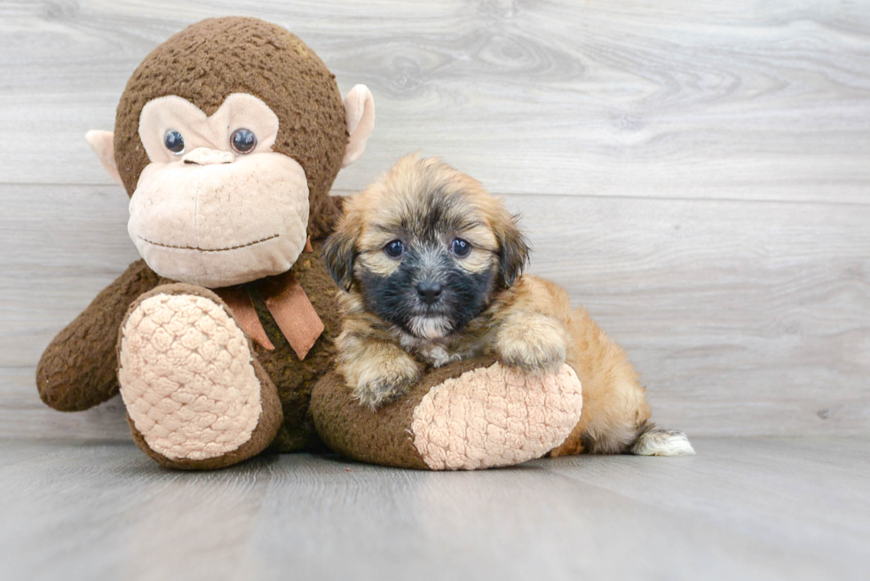 Funny Teddy Bear Designer Pup